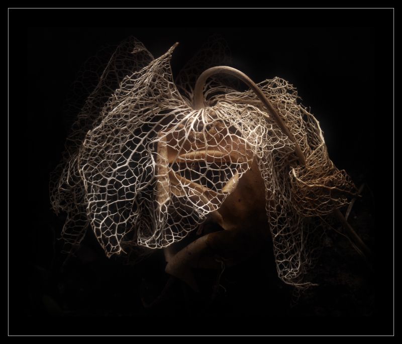 Под вуальюphoto preview