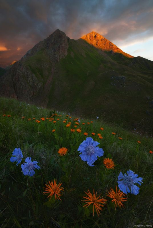 очарование «альпики» Приэльбрусьяphoto preview