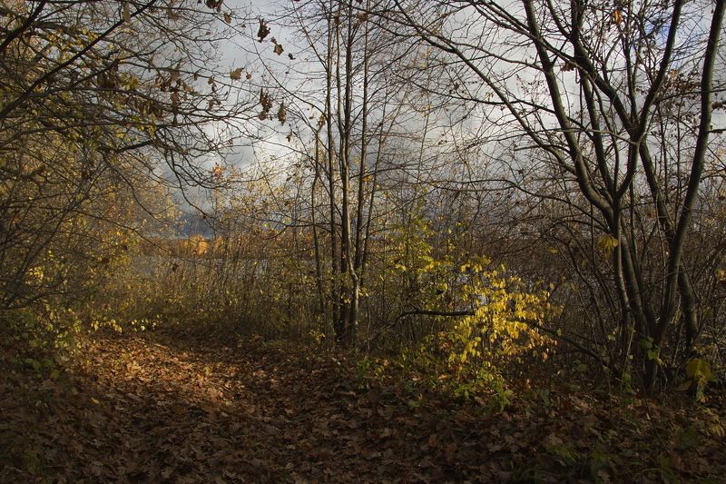 Пейзаж,золотая осень река photo preview