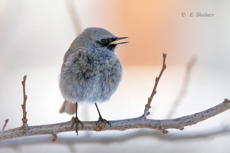 горихвостка-чернушка,birds,black redstart,phoenicurus ochruros,птица,фотоохота Горихвостка-чернушкаphoto preview