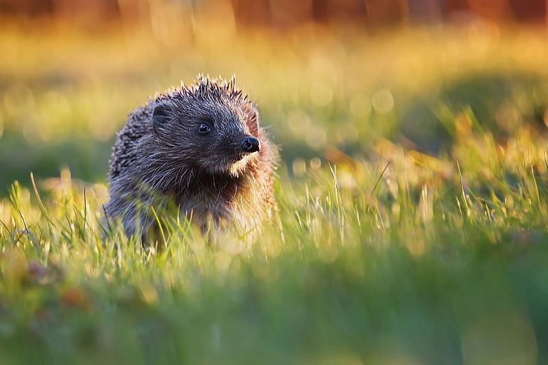 ёж, ёжик, животные, природа В вечернем светеphoto preview