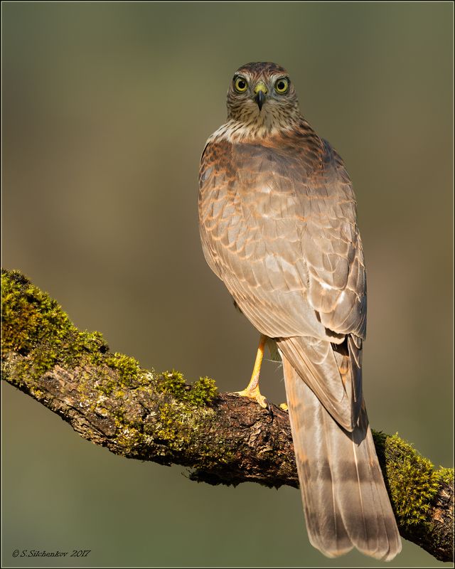 бонус этого сезона...photo preview