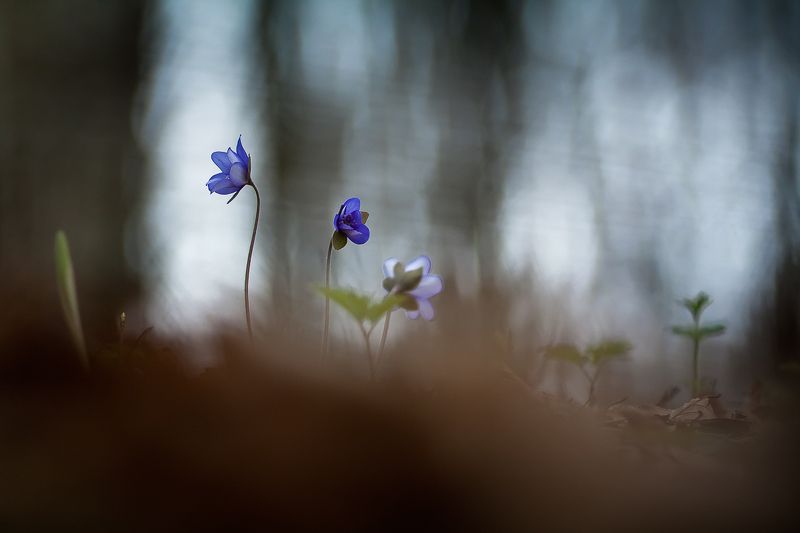 flowers, spring Flowers of the forestphoto preview