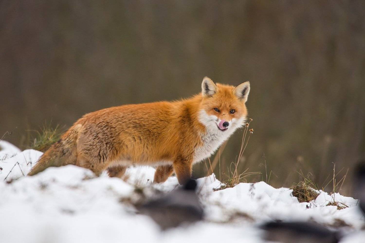 Wild look. Автор: Lukasz Dobkowski , Lukasz Dobkowski