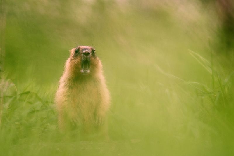 Часовойphoto preview