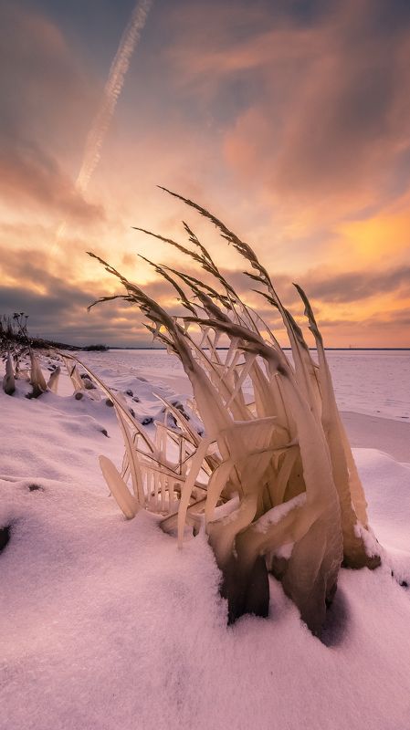 лед, растения, закат, море, водохранилище, Рыбинск, снег, зима Скованные во льдахphoto preview