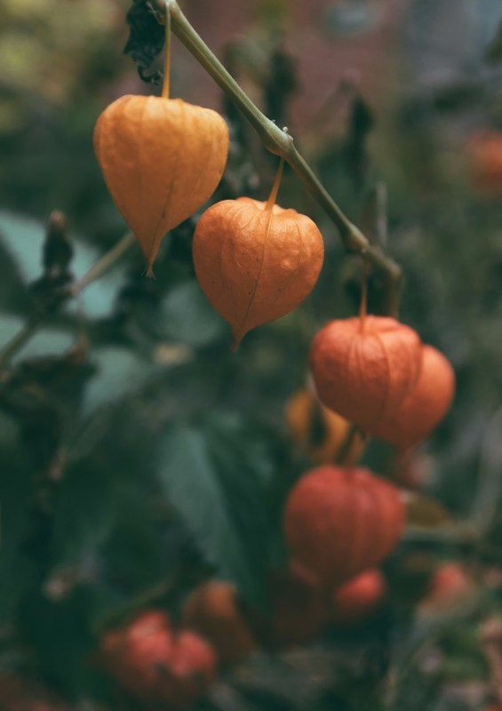 из осениphoto preview