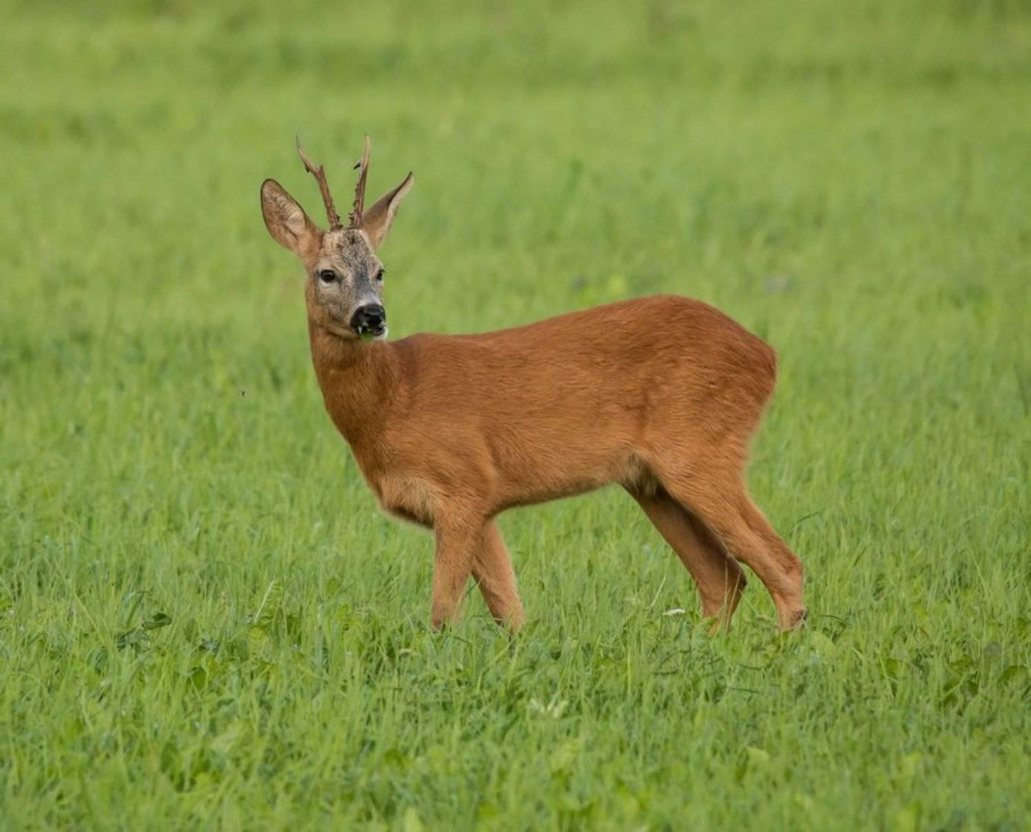 косуля, дикие животные,, Владимир Пакалевич