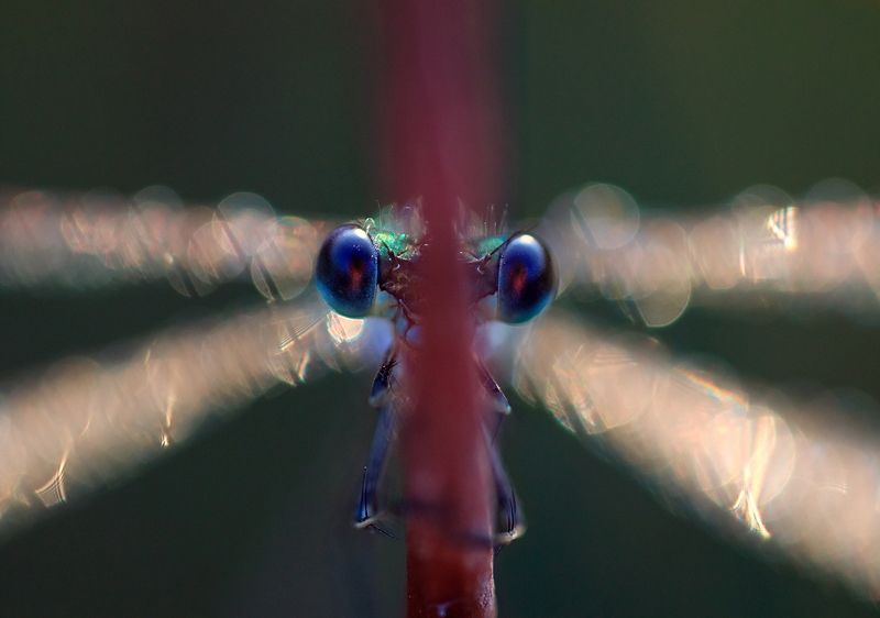 Синеглазкаphoto preview