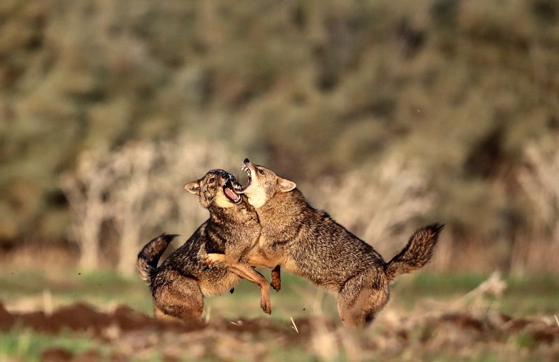 Териториальные разборкиphoto preview