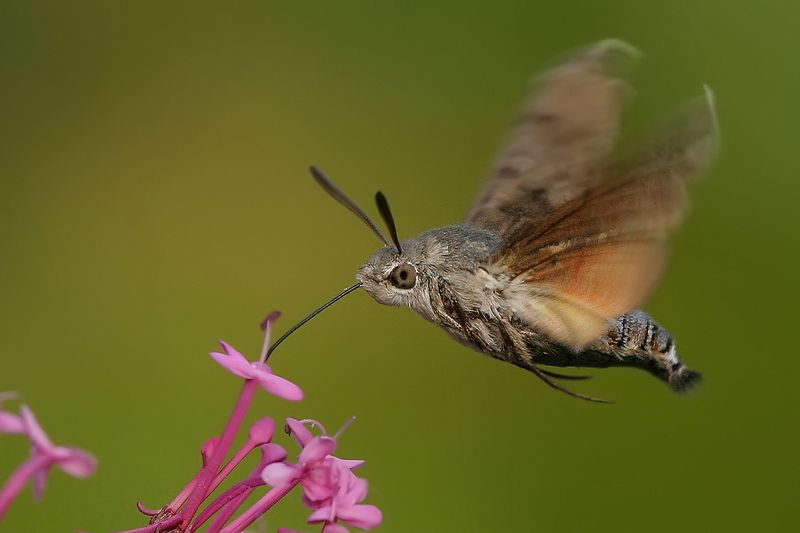 Macroglossum stellatarum Macroglossum stellatarumphoto preview