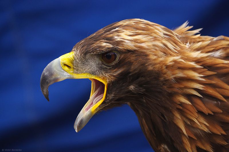 орел, беркут, монголия Беркутphoto preview