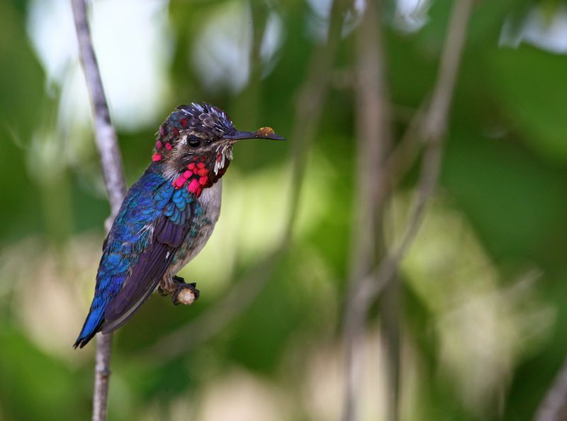 Птица-муха (Mellisuga helenae) самая маленькая птица в мире.photo preview