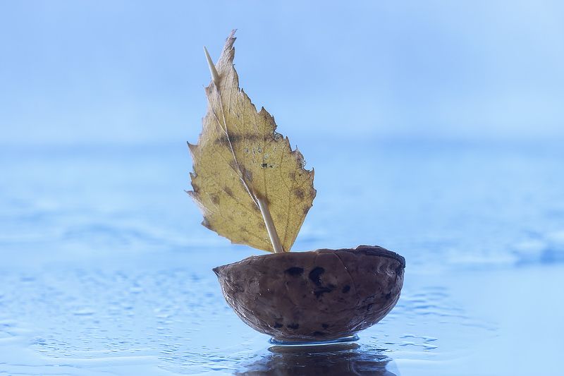 фото, макро, кораблик, вода, скорлупка, листик Он бежит себе в волнах на раздутых парусахphoto preview