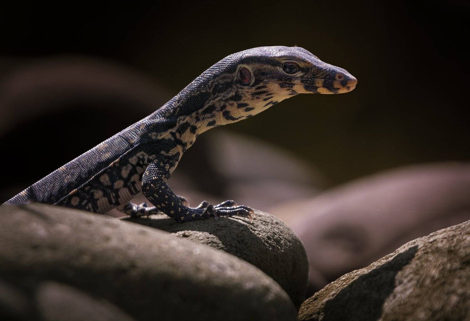 природа, животные, птицы, индонезия, Дмитрий Посевич