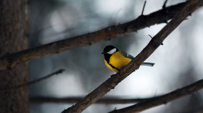 зима,сибирь,птицы Большая синицаphoto preview