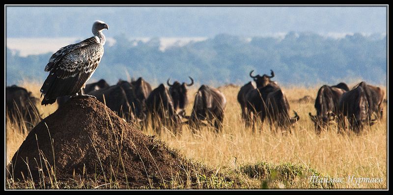 мир ПЕРНАТЫЙ МИР САВАННЫphoto preview