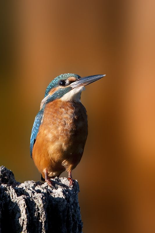 .......photo preview