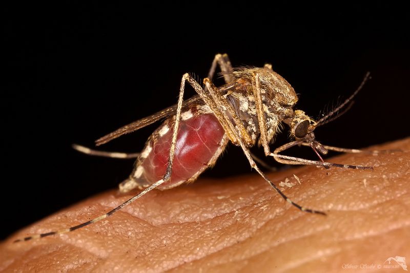 Culex pipiens Culex pipiensphoto preview