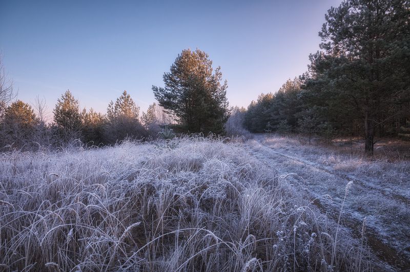 россия, подмосковье, утро, мороз, иней, небо, трава, деревья, свет Первая сединаphoto preview