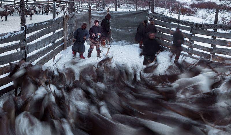 полярный урал, ямал, олени, оленеводы Вакцинацияphoto preview