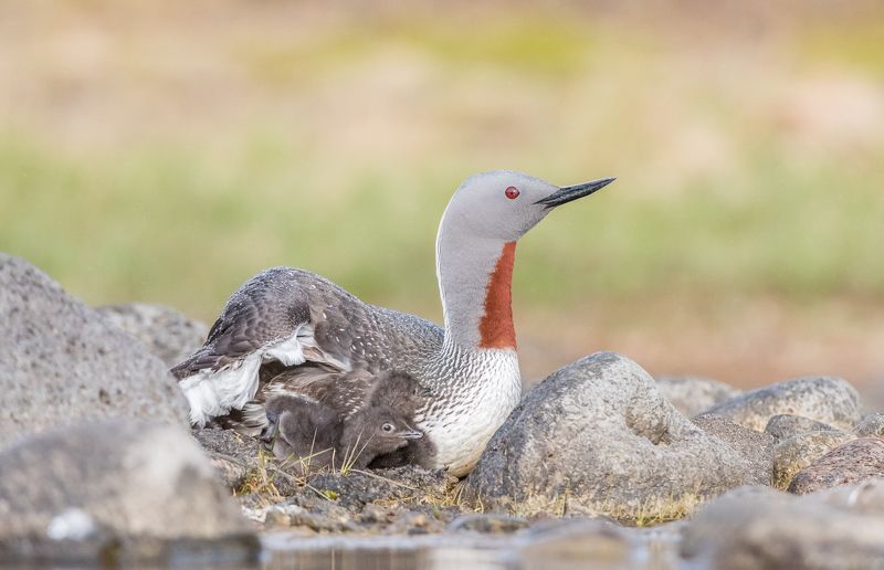 red-throated diver, gavia stellata, bird, bird family Red-throated diver (Gavia stellata) фото превью