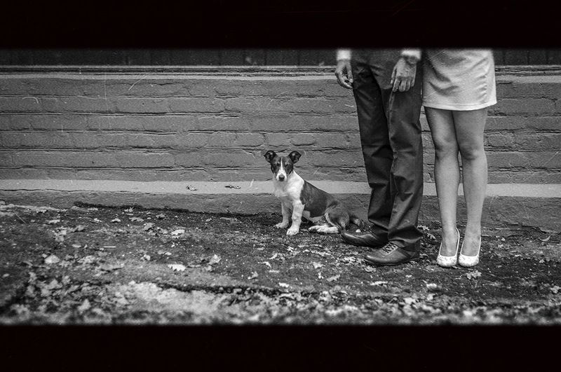 животные,собака,собачка,Ervitta Dog,девушка,мужчина,ноги,ножки,взгляд,парень,пес,ч/б,черно белое,фото,свадьба,стрит,стрит фото,репортаж,красота, Собачка Эрвиттаphoto preview