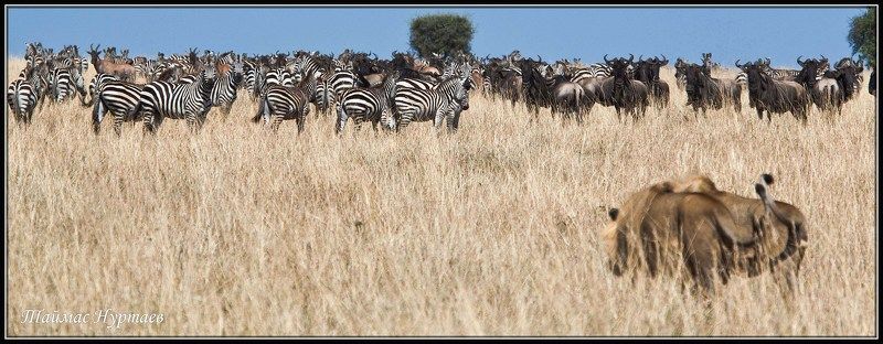 свои ОБХОДЯ СВОИ ВЛАДЕНИЯ....photo preview