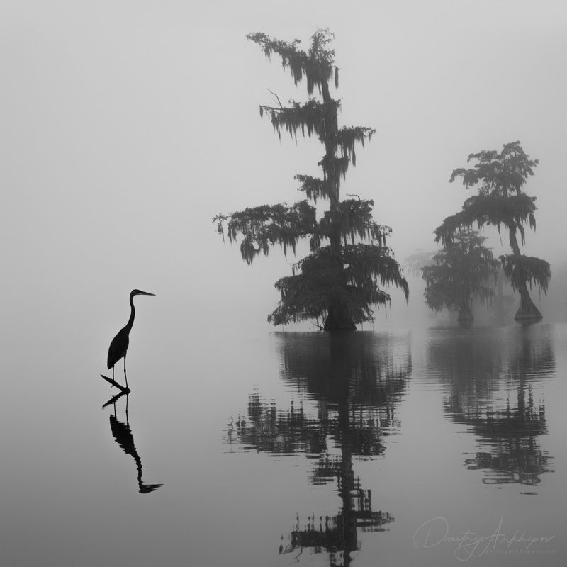 спустился туман на болота, цапля уныло стоит, уж скоро декабрьphoto preview