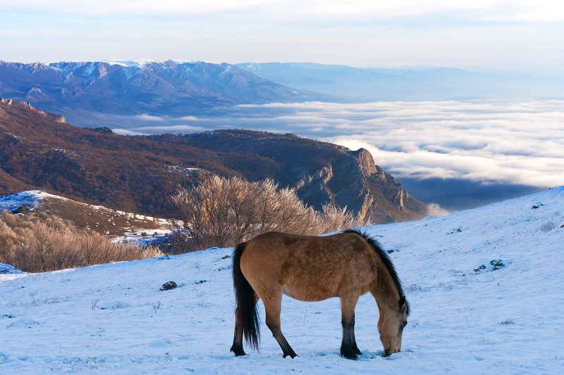 Коник фото превью