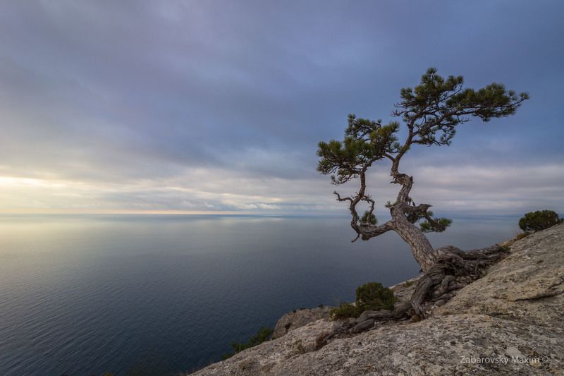 Сосна, новый свет, крым Классика Крымаphoto preview