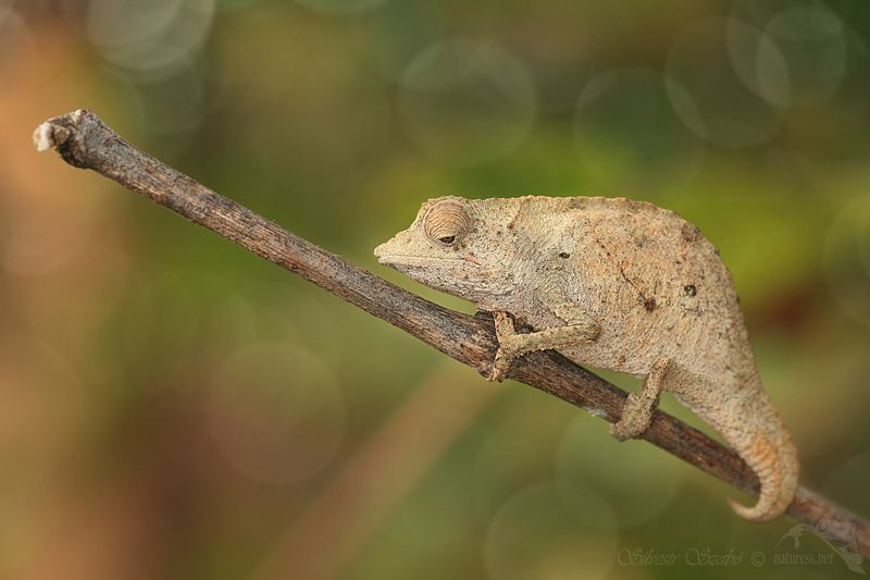 chameleon chameleonphoto preview