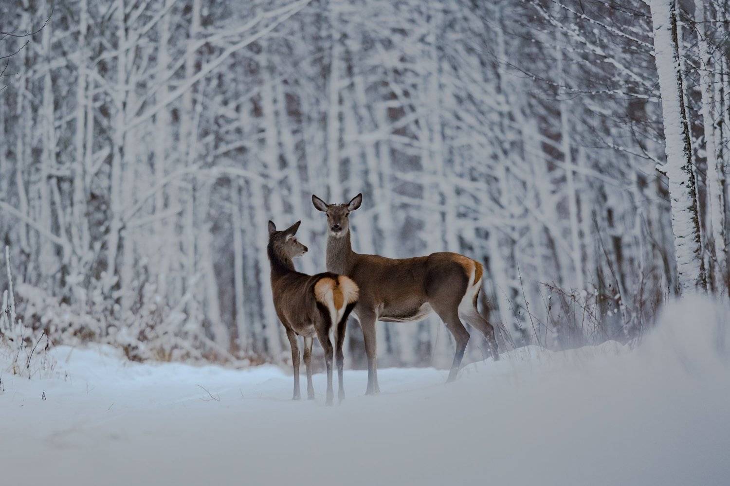 Олени. Автор: Андрей Шимчук , Андрей Шимчук