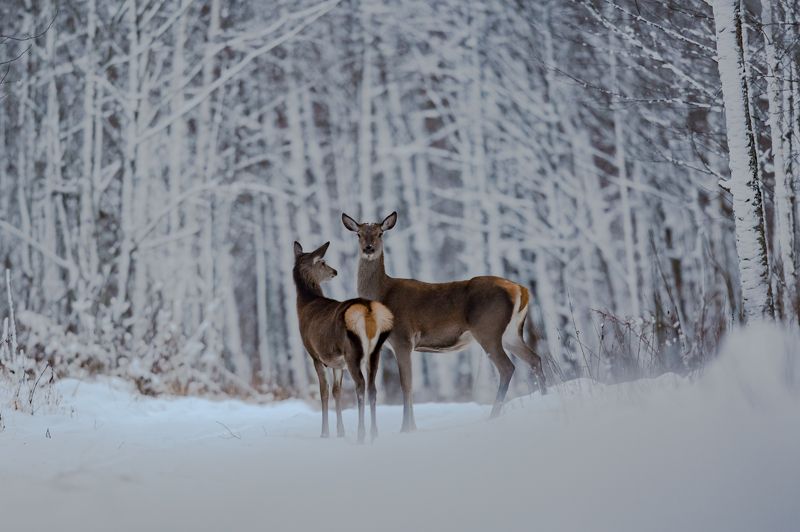 Олениphoto preview