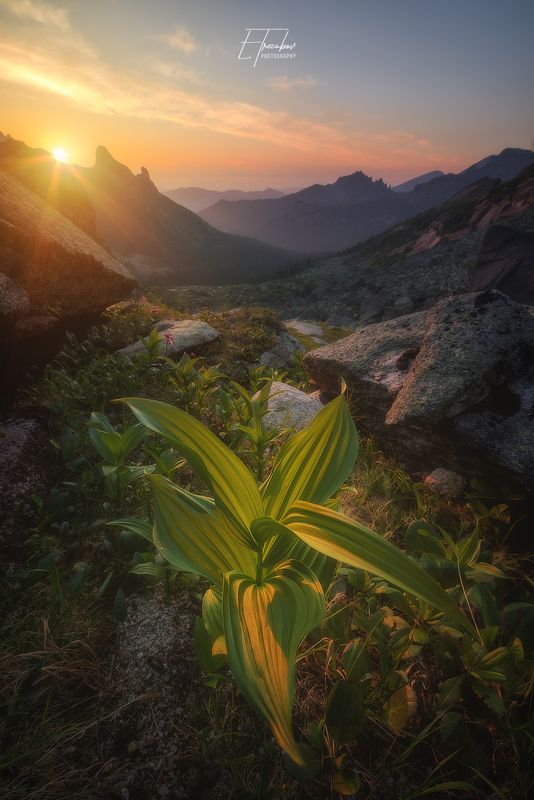 ергаки, свет, закат, солнце, трава, куст, горы Свет и магия заката!photo preview