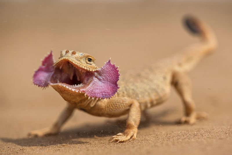 Ушастая круглоголовкаphoto preview