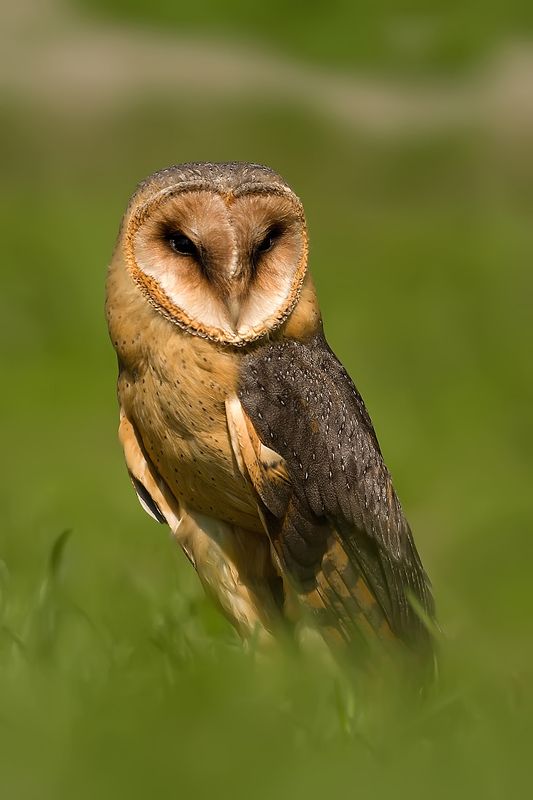 Tyto alba Tyto albaphoto preview