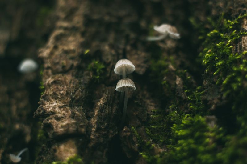 Маленькие медузыphoto preview