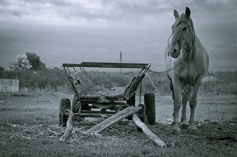 животные,лошадь,лошадка,утро,природа,ч/б,черно-белое,фото, Ожиданиеphoto preview