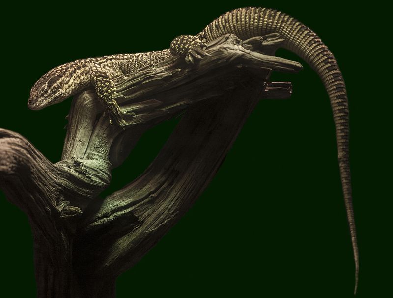 Spiny-tailed sundewphoto preview