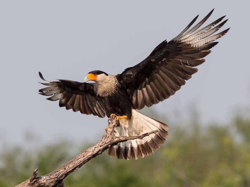 каракара, crested caracara, caracara, tx, texas Каракара - Crested Caracaraphoto preview