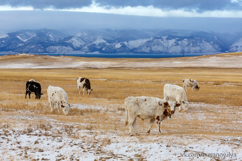 Ольхон. Декабрь.photo preview