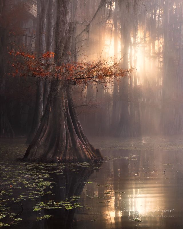 Болотная мистикаphoto preview