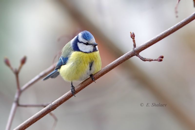 лазоревка, cyanistes caeruleus,birds,eurasian blue tit,птица,птицы,фотоохота Лазоревка - Cyanistes caeruleusphoto preview
