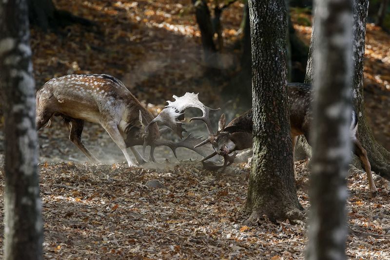 wildlife in the woodphoto preview