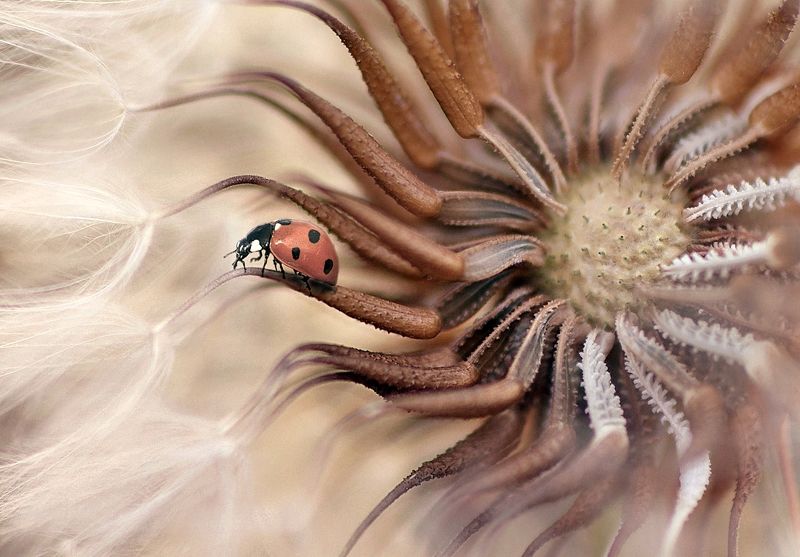 macro tadında...photo preview