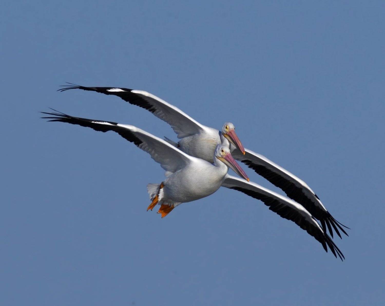 , Дмитрий Елисеев