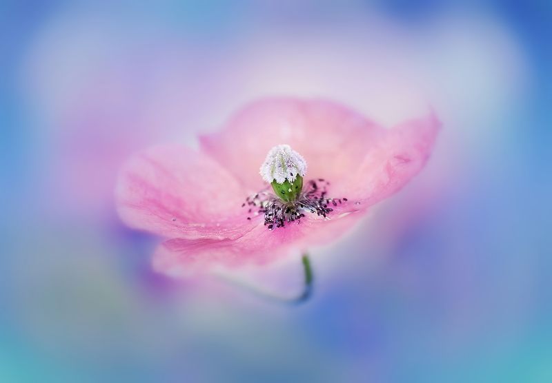 antrisolja Summertimephoto preview