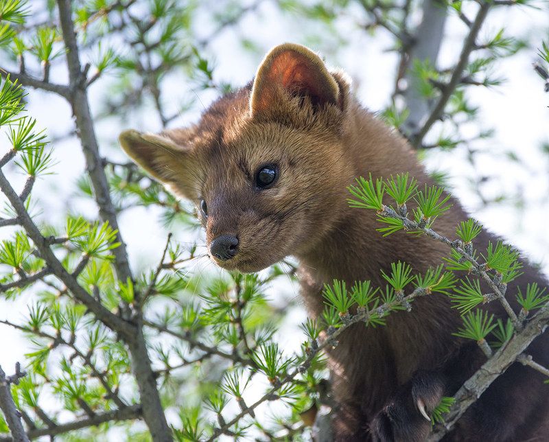 Летний собольphoto preview
