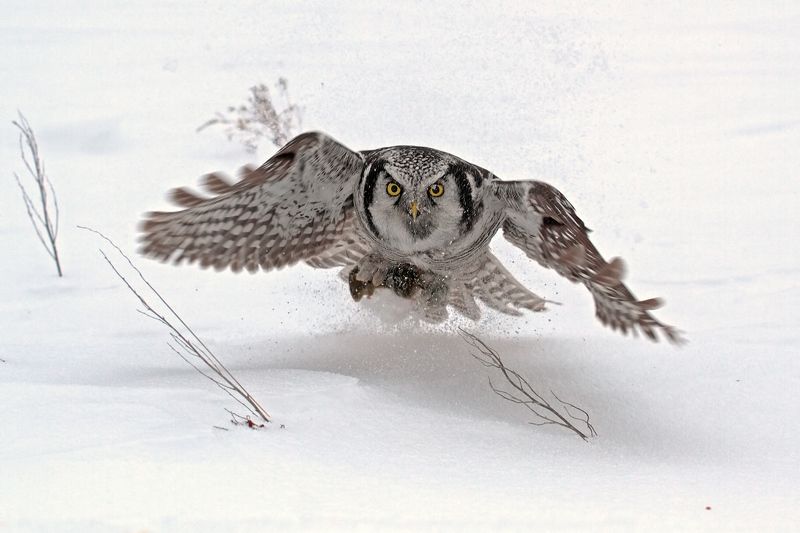 ястребиная, сова Упс...photo preview